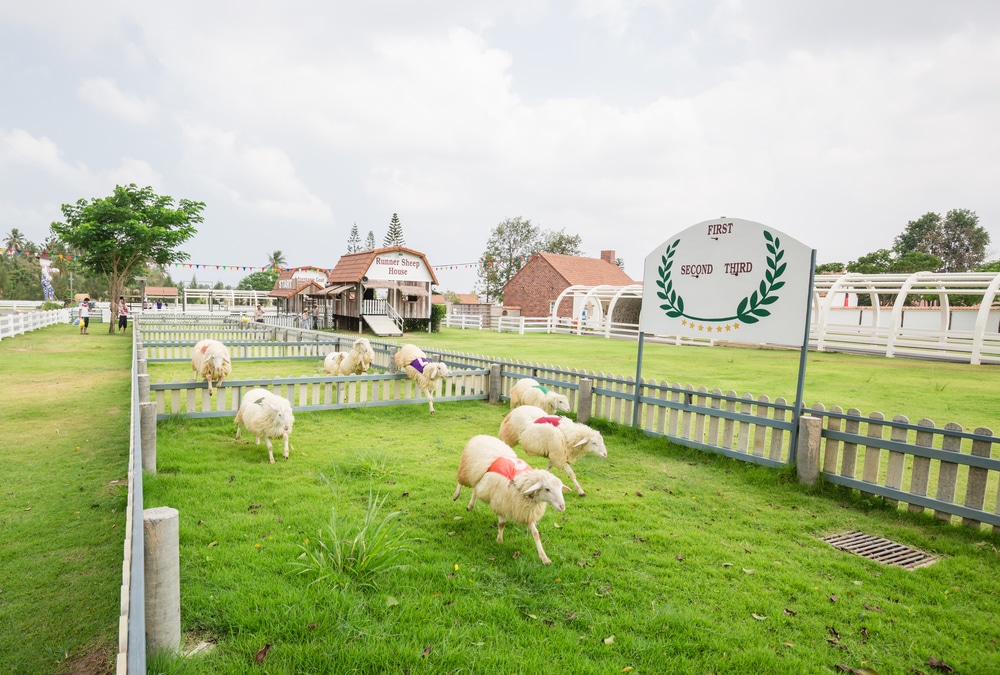 ฉากฟาร์มอันมีเสน่ห์ที่มีแกะหลายตัวเล็มหญ้าในคอกหญ้า เห็นป้ายเขียนว่า "First Sheep Yard" พร้อมด้วยโรงนาหลังคาสีแดงและโครงสร้างฟาร์มอื่นๆ อยู่ด้านหลัง เป็นจุดที่งดงามชวนให้นึกถึงสถานที่ท่องเที่ยวพัทยาชลบุรี