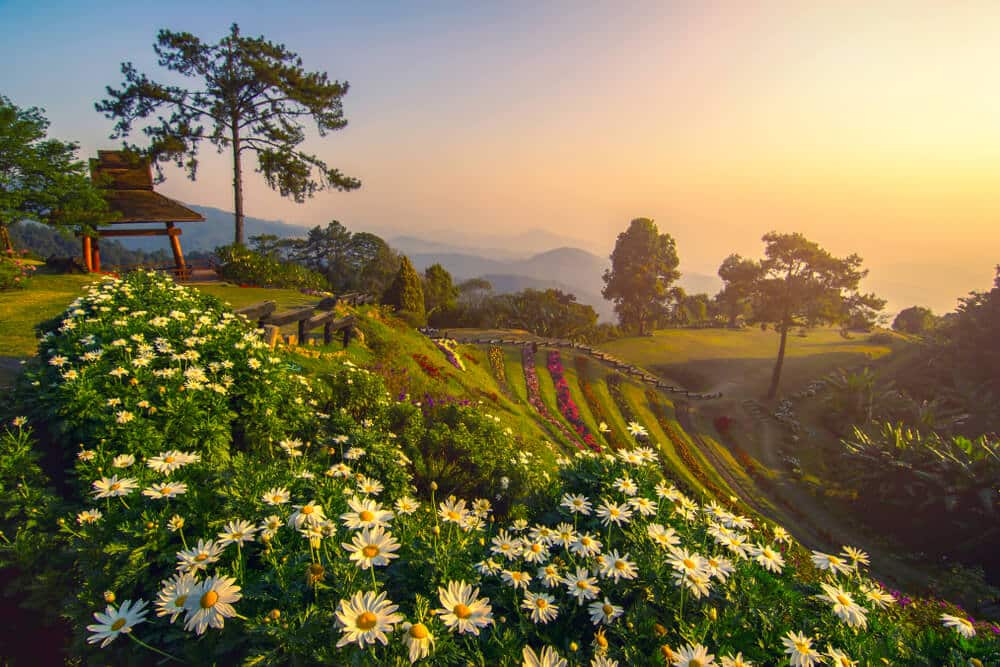 ภูมิทัศน์อันงดงามที่มีดอกไม้สีขาว อุทยานแห่งชาติประเทศไทย บานสะพรั่ง เนินเขาขั้นบันได และต้นไม้ใต้ท้องฟ้าพระอาทิตย์ตกสีทอง โดยมีภูเขาอยู่ห่างไกลเป็นฉากหลัง ชวนให้นึกถึงความงามอันงดงามของอุทยานแห่งชาติประเทศไทย