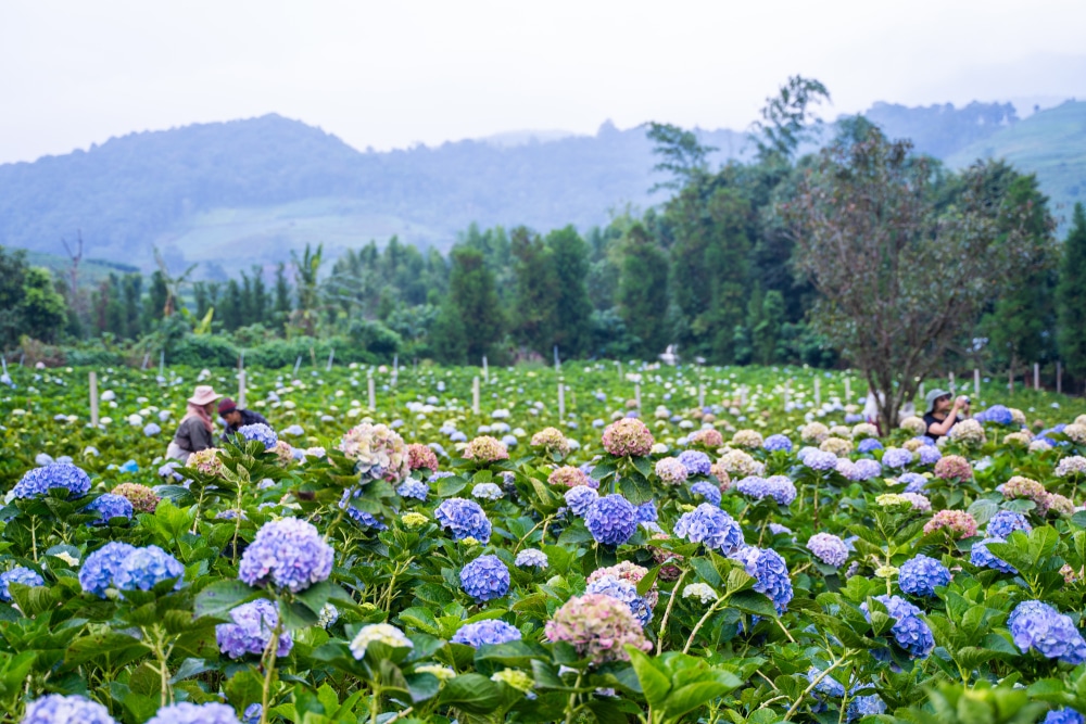 ทุ่งดอกไฮเดรนเยีย สีน้ำเงินและสีม่วงบานสะพรั่งอันกว้างใหญ่ เหมาะสำหรับการพักผ่อนหน้าฝนใกล้กรุงเทพ โดยมีคนสองคนดูแลต้นไม้ เนินเขาและต้นไม้ทำให้ฉากหลังเงียบสงบ