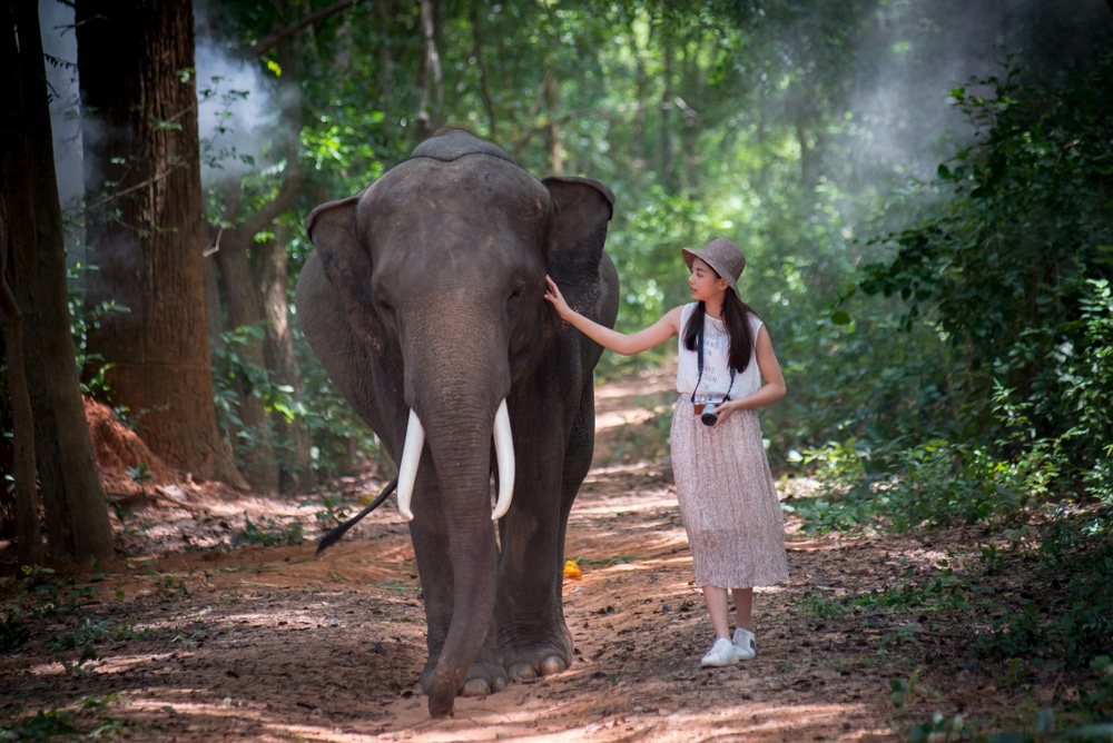 ผู้หญิงสวม เที่ยวหน้าฝนใกล้กรุงเทพ หมวกยืนอยู่ข้างช้างบนเส้นทางป่า และสัมผัสศีรษะของมันอย่างอ่อนโยน