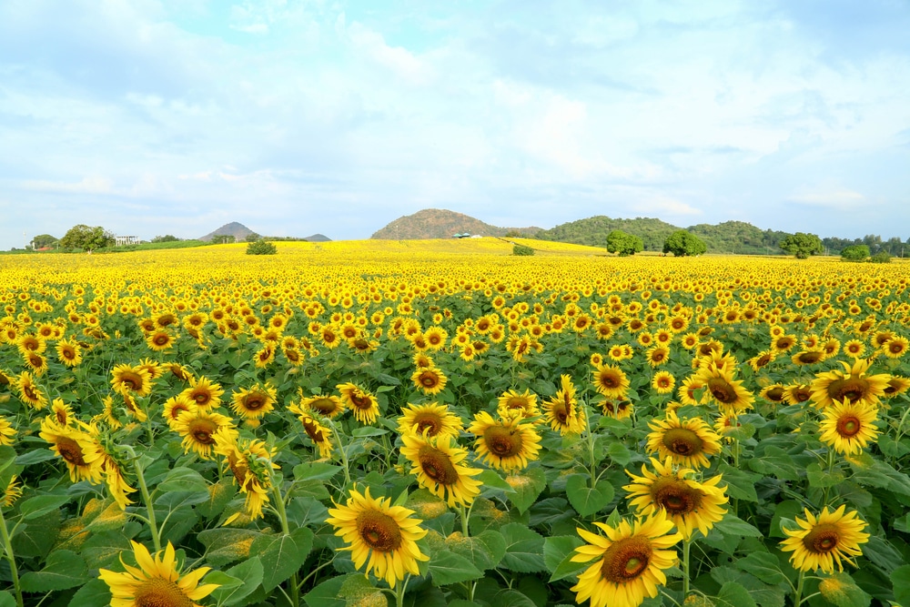 ทุ่งทานตะวันอันกว้างใหญ่ภายใต้ ทุ่งดอกไม้สวยๆ ท้องฟ้าที่มีเมฆบางส่วนและมีเนินเขาอยู่ไกลๆ ชวนให้นึกถึงทะเลภูเก็ตสวยๆ