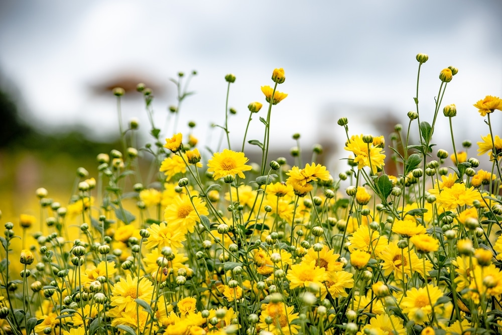 ทุ่งดอกไม้สีเหลืองสดใสพร้อมก้านสีเขียวทอดยาวภายใต้ท้องฟ้าที่มีเมฆมาก ชวนให้นึกถึงความงามอันน่าทึ่งที่ ทุ่งดอกไม้สวยๆ พบได้เมื่อคุณไปเที่ยวทะเลภูเก็ต