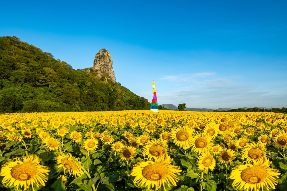 ทุ่งดอกทานตะวันกว้างใหญ่มีเสาสูงหลากสีอยู่ตรงกลาง ล้อมรอบด้วยต้นไม้สีเขียวชอุ่มและเนินหินท่ามกลางท้องฟ้าสีฟ้าใส สะท้อนความงามอันน่าหลงใหลของ ทะเลภูเก็ตสวยๆ