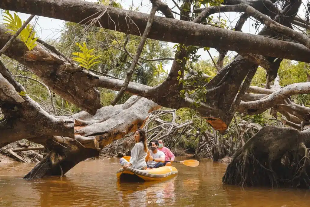 คนสามคนพายเรือยางล่องไปตาม ท่องเที่ยวภาคใต้ แม่น้ำที่ล้อมรอบไปด้วยรากและกิ่งไม้ใหญ่ที่ยื่นออกมา สัมผัสกับแก่นแท้ของการท่องเที่ยวภาคใต้ด้วยทิวทัศน์อันเขียวชอุ่มและการผจญภัยอันเงียบสงบ