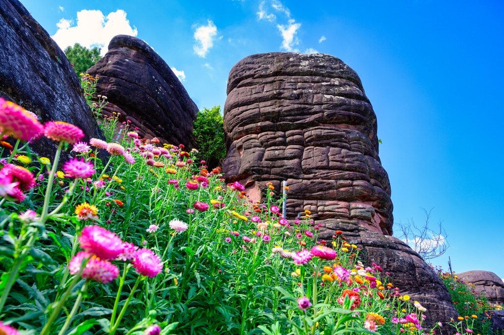 ดอกไม้ป่าหลาก ภูเขาสูงสุดในไทย สีสันบานสะพรั่งบนไหล่เขาที่มีโขดหินขนาดใหญ่ใต้ท้องฟ้าสีฟ้าใส ชวนให้นึกถึงทิวทัศน์อันน่าทึ่งใกล้กับยอดเขาสูงสุดในไทย