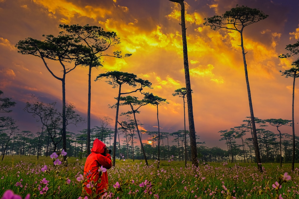 คนสวมเสื้อโค้ตสีส้มยืนอยู่ในทุ่ง ภูเขาสูงสุดในไทย ดอกไม้สีม่วง ล้อมรอบด้วยต้นไม้สูงโปร่ง ภายใต้ท้องฟ้ายามพระอาทิตย์ตกที่สวยงามตระการตา พร้อมเงาของพระมหาธาตุสูงสุดในไทยที่ตั้งตระหง่านอย่างสง่างามอยู่ไกลๆ