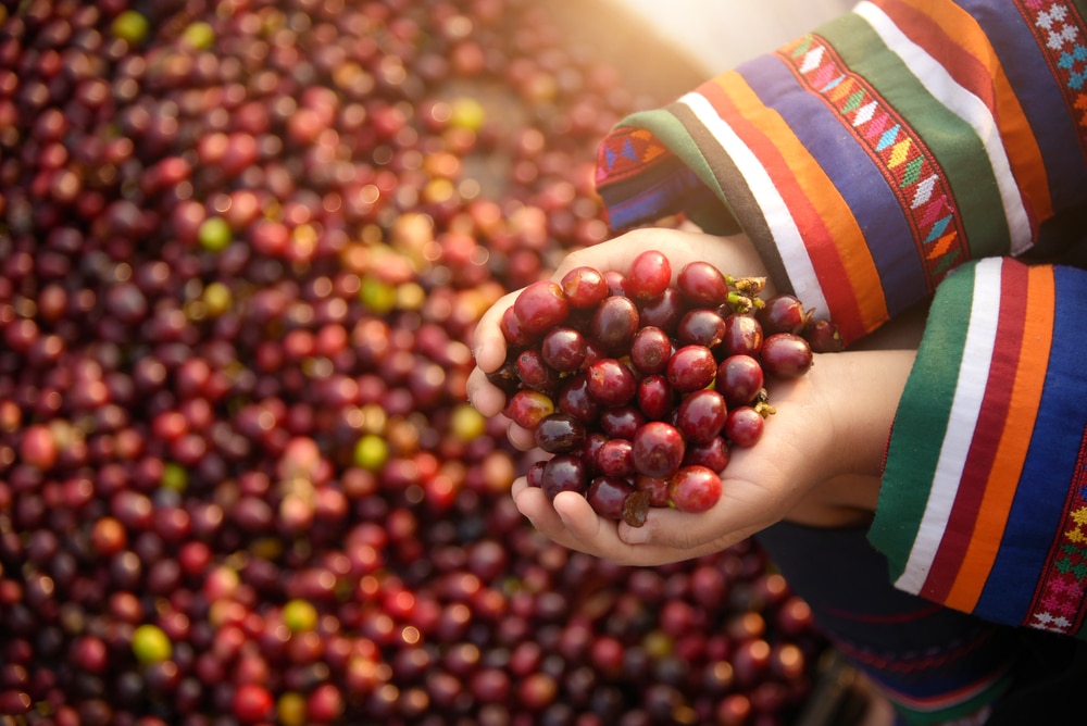 มือถือเมล็ดกาแฟสดไว้ โดยมีเมล็ดกาแฟกระจัดกระจายอยู่ด้านหลัง สีสันสดใสของเสื้อผ้าลายทางสะท้อนให้เห็นถึงวัฒนธรรมอันรุ่มรวยของไร่กาแฟภาคเหนือ.