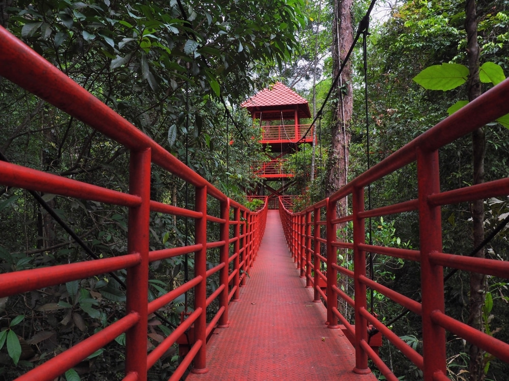 สะพานโลหะสีแดงโดดเด่นทอดไปสู่บ้านต้นไม้สีแดงสดที่ตั้งอยู่ท่ามกลาง เที่ยวตรัง แมกไม้เขียวขจี อัญมณีที่ซ่อนอยู่ซึ่งเหมาะสำหรับทุกคนที่สำรวจพื้นที่ท่องเที่ยวจังหวัดชุมพร.