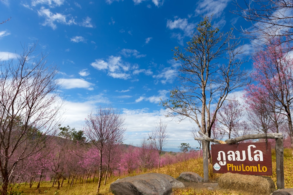 ทิวทัศน์อันสดใสของภูลมโล สถานที่ท่องเที่ยวปลายฝนต้นหนาวในอุดมคติ มีดอกซากุระ ป้ายไม้ และท้องฟ้าสีครามสดใส. ที่เที่ยวปลายฝนต้นหนาว 