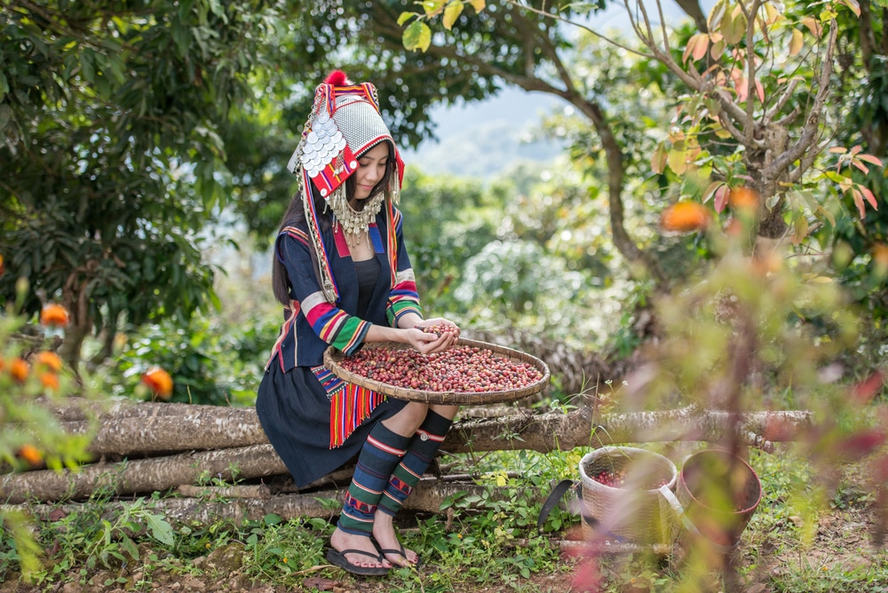 ชายคนหนึ่งสวมชุดไทยนั่งคัดผลไม้บนถาดสานที่ไร่กาแฟภาคเหนือ มีตะกร้า 2 ใบวางอยู่ใกล้ๆ และต้นไม้เขียวขจีรายล้อมบรรยากาศเงียบสงบ.