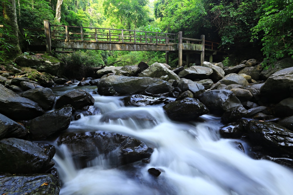 สะพานหินทอดยาวไปตามลำธารหินที่ไหลเร็ว ล้อมรอบด้วยใบไม้สีเขียวชอุ่มในสวรรค์แห่งป่าคล้ายกับ หัวหินที่เที่ยว