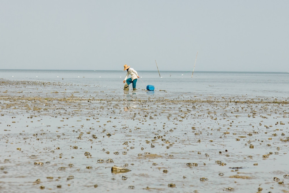 คนสวมหมวกเก็บหอยหรือหอยบนชายหาดโคลนใกล้ที่เที่ยว ที่เที่ยวสมุทรสงคราม สมุทรสงคราม โดยมีถังสีน้ำเงินอยู่ข้างๆ ในวันที่อากาศแจ่มใส ทะเลอันเงียบสงบทอดยาวเป็นฉากหลัง.