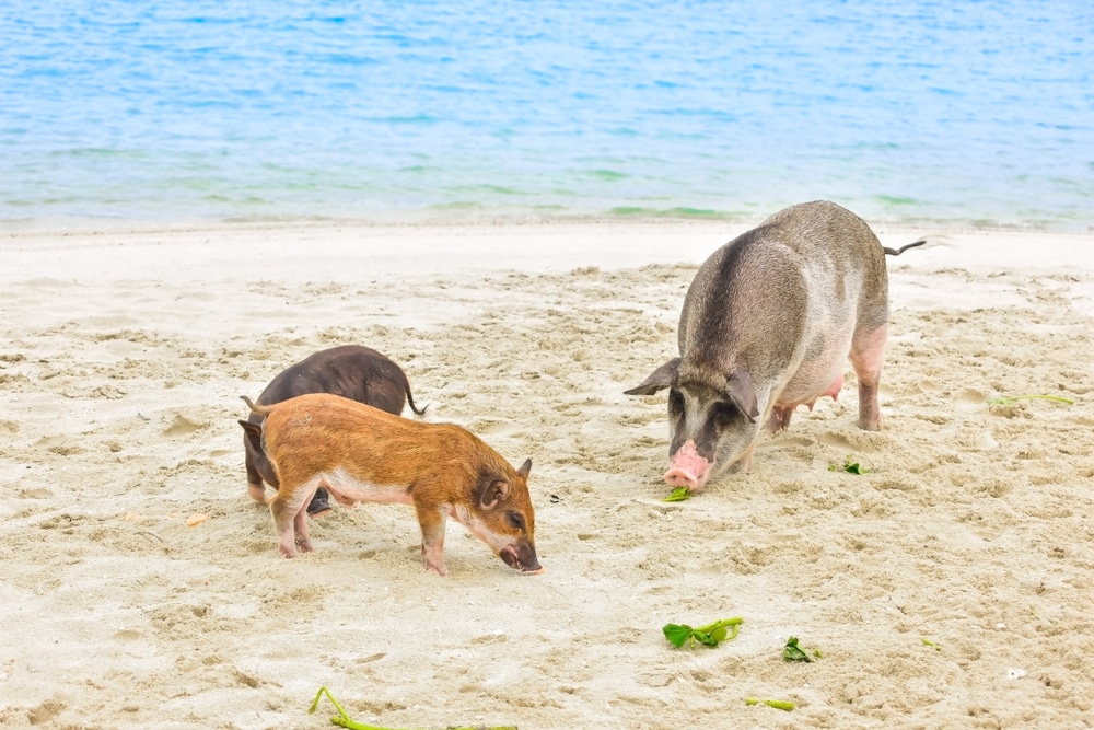 หมูและลูกหมูสองตัวเดินเล่นบนหาดทรายใกล้น้ำทะเลสีฟ้าใส กินพืชพรรณเล็กๆ น้อยๆ ซึ่งเป็นภาพที่น่ารักที่คุณอาจพบได้ขณะเที่ยวเกาะสมุยหรือ ที่เที่ยวเกาะสมุย สำรวจที่เที่ยวเกาะสมุย.