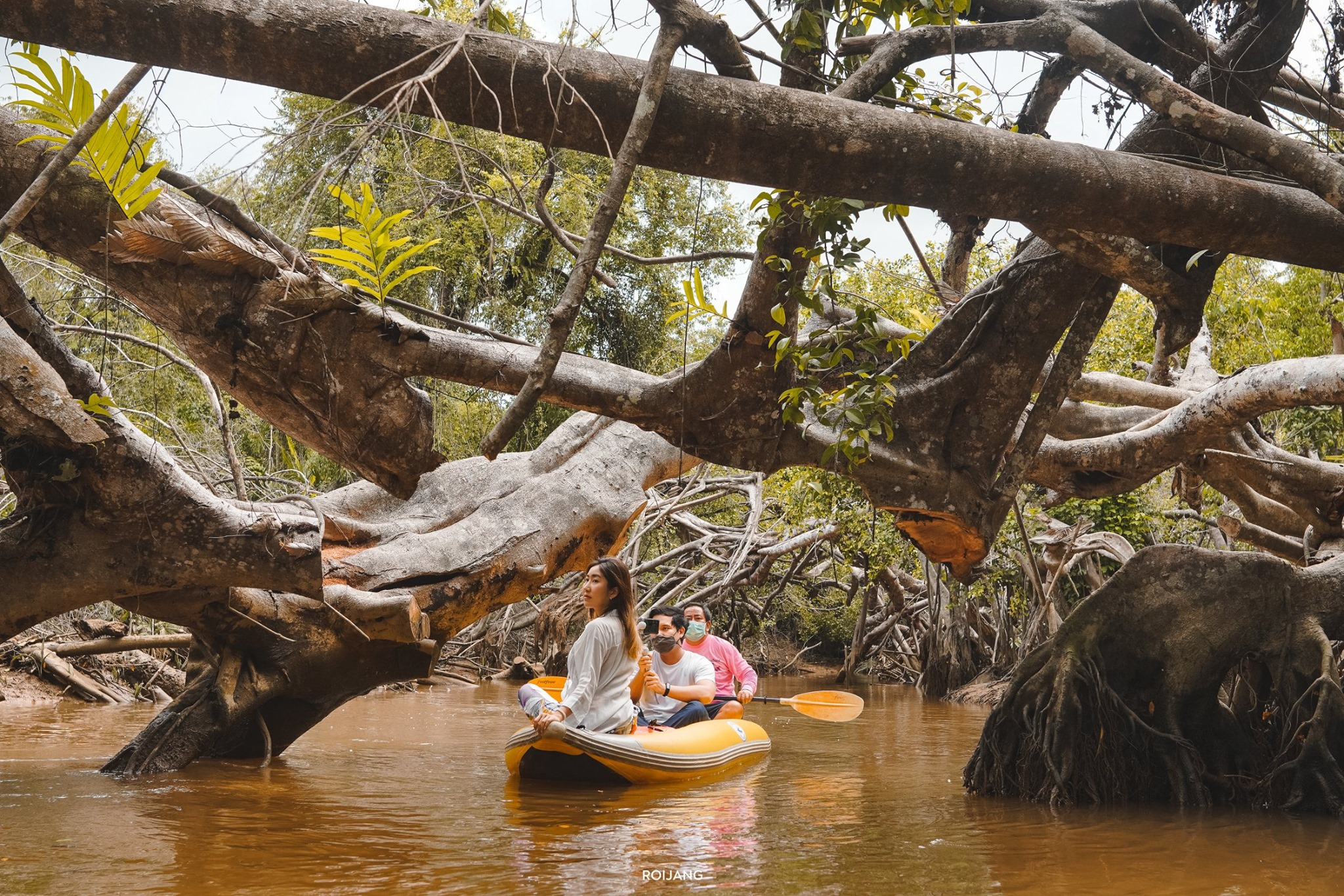 สามคนกำลังพายเรือคายัคยางสีเหลืองอยู่ใต้กิ่งไม้ใหญ่ที่ห้อยลงมาเหนือแม่น้ำที่มีโคลน ท่ามกลางป่าทึบ—การผจญภัยที่สมบูรณ์แบบสำหรับผู้ที่กำลังสำรวจ ที่เที่ยวตะกั่วป่า.