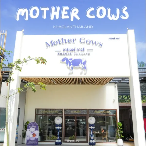 มุมมองด้านหน้าของร้าน Mother Cows เขาหลัก ในเขาหลัก ประเทศไทย มีโลโก้รูปวัว ด้านหน้าเป็นสีขาว และมีรูปปั้นวัวสองตัวที่ทางเข้า.