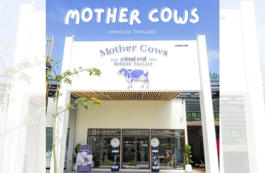 มุมมองด้านหน้าของร้าน Mother Cows เขาหลัก ในเขาหลัก ประเทศไทย มีโลโก้รูปวัว ด้านหน้าเป็นสีขาว และมีรูปปั้นวัวสองตัวที่ทางเข้า.