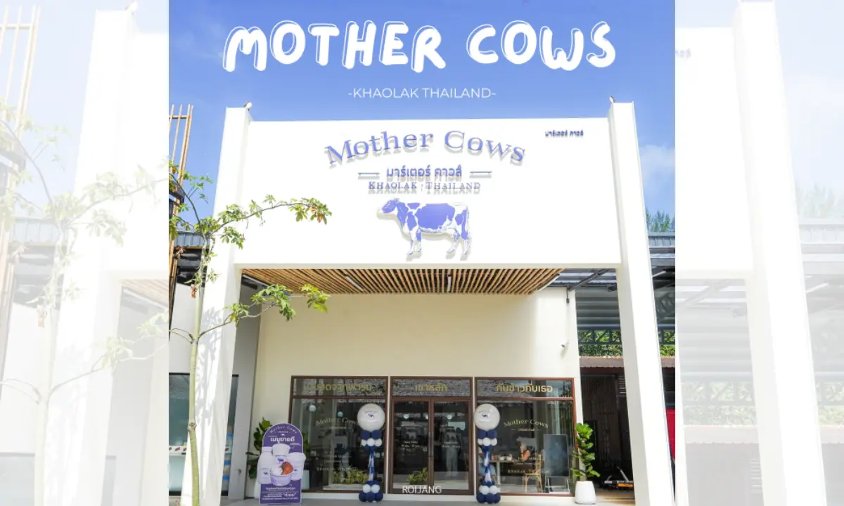 มุมมองด้านหน้าของร้าน Mother Cows เขาหลัก ในเขาหลัก ประเทศไทย มีโลโก้รูปวัว ด้านหน้าเป็นสีขาว และมีรูปปั้นวัวสองตัวที่ทางเข้า.