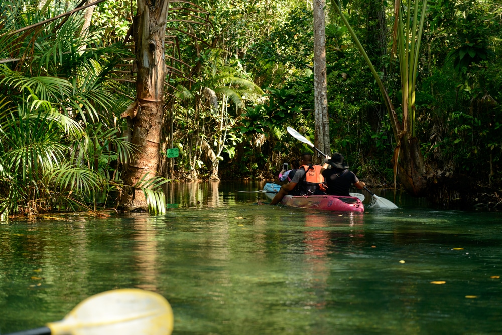ผู้คนในเรือคายัคพายผ่านแม่น้ำแคบที่เขียวชอุ่มล้อมรอบด้วยพืชพรรณเขตร้อนหนาแน่น ทำให้ที่นี่เป็นสถานที่ท่องเที่ยวที่ต้องไปเยือนในกระบี่สำหรับคนรักธรรมชาติ.