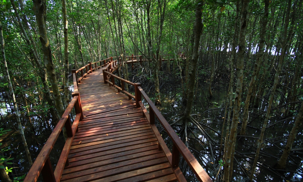 ทางเดินไม้ที่มีราวกั้นคดเคี้ยวผ่านป่าชายเลนที่หนาแน่นใน สถานที่ท่องเที่ยวชุมพร โดยมีรากไม้ที่มองเห็นได้และน้ำอยู่ใต้ต้นไม้.