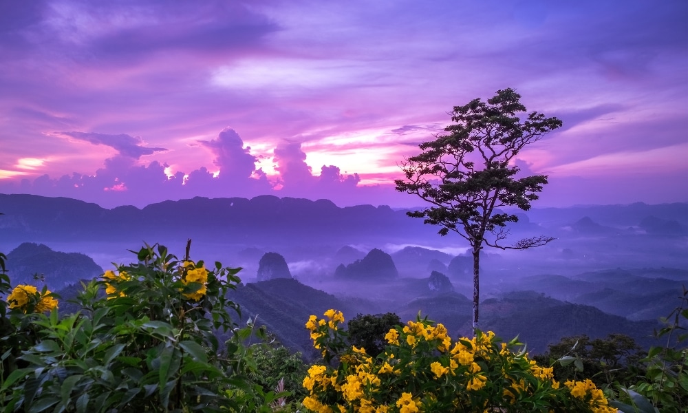 ต้นไม้ต้นเดียวตั้งอยู่บนเนินเขา มีดอกไม้สีเหลืองอยู่เบื้องหน้า มองเห็นภูเขาที่ปกคลุมด้วยหมอกในแสงอาทิตย์ยามเช้าที่สดใสด้วยสีม่วงและชมพู—ภาพที่สงบเงียบชวนให้นึกถึง ที่เที่ยวชุมพร รอให้ไปสำรวจ.