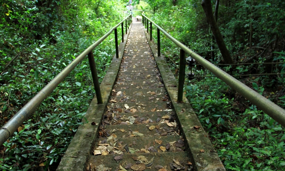 บันไดคอนกรีตพร้อมราวเหล็กนำทางผ่านป่าเขียวขจีหนาแน่น ใบไม้แห้ง ที่เที่ยวชุมพร กระจายอยู่บนขั้นบันได—ภาพที่ชวนให้ใครก็ตามที่ต้องการสำรวจ ชุมพรที่เที่ยว และค้นพบสมบัติที่ซ่อนอยู่ในธรรมชาติ.