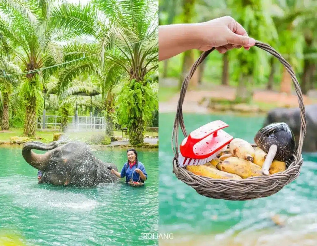 คนกำลังอาบน้ำช้างในสระน้ำที่ล้อมรอบด้วยต้นปาล์มที่ Sealand Adventure พังงา; มือหนึ่งถือตะกร้าผลไม้และผักอยู่ด้านหน้า.