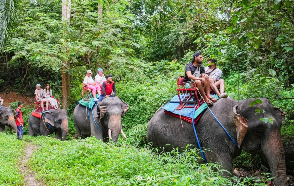นักท่องเที่ยวขี่ช้างผ่านป่าเขียวชอุ่มบนเส้นทางที่กำหนดไว้กับ Sealand Adventure พังงา โดยมีผู้ดูแลช้างที่มีทักษะคอยนำทางช้างแต่ละตัว.