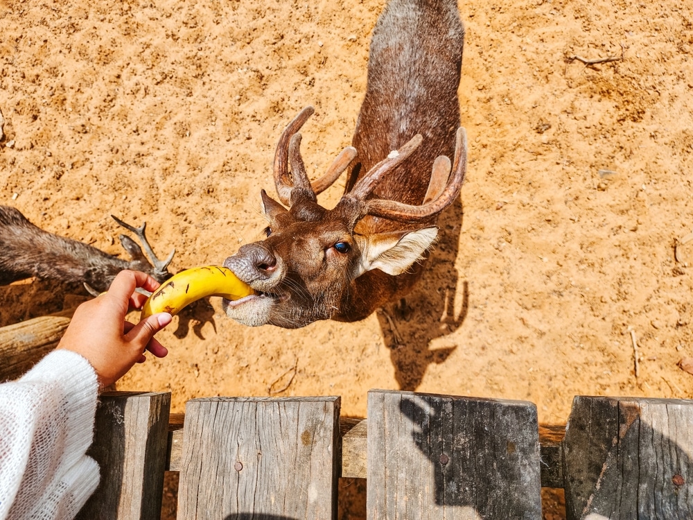 บุคคลหนึ่งกำลังป้อนกล้วยให้กับกวางที่มีเขากวางอยู่เหนือรั้วไม้บนพื้นทราย ณ หนึ่งในสถานที่ท่องเที่ยวที่มีเสน่ห์ของจังหวัดชุมพร. ที่เที่ยวชุมพร 