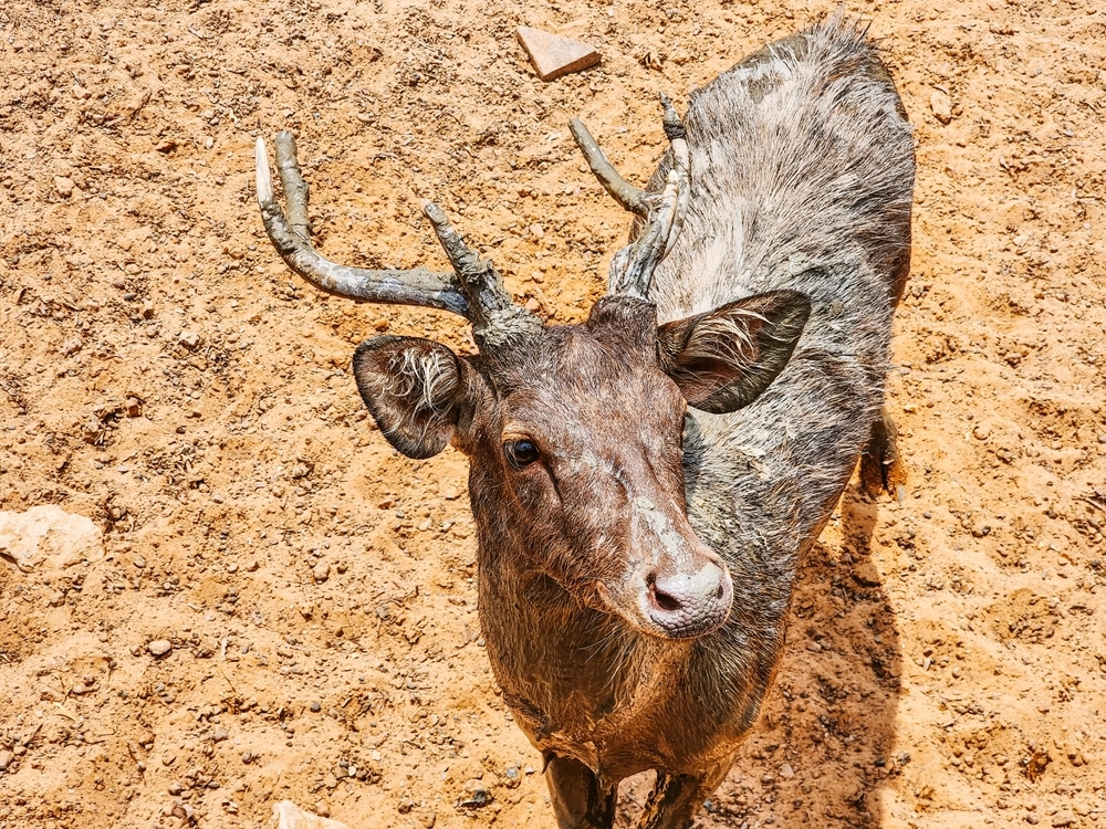 กวางที่มีขนเป็นหย่อม ๆ และเขากวางที่ ชุมพรที่เที่ยว ไม่เท่ากันยืนอยู่บนพื้นทรายแห้ง มองขึ้นไปทางกล้อง—ภาพที่หาชมได้ยากซึ่งคุณอาจพบได้ขณะสำรวจ ที่เที่ยวชุมพร.